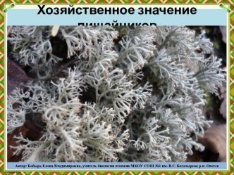 Презентация Хозяйственное значение лишайников