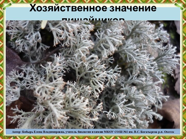 Хозяйственное значение лишайниковАвтор: Бобырь Елена Владимировна, учитель биологии и химии МКОУ СОШ