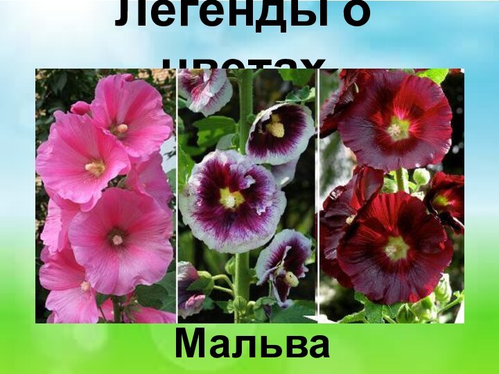 Легенды о цветах Мальва