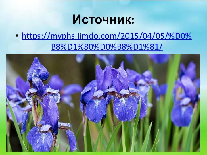 Источник:https://myphs.jimdo.com/2015/04/05/%D0%B8%D1%80%D0%B8%D1%81/