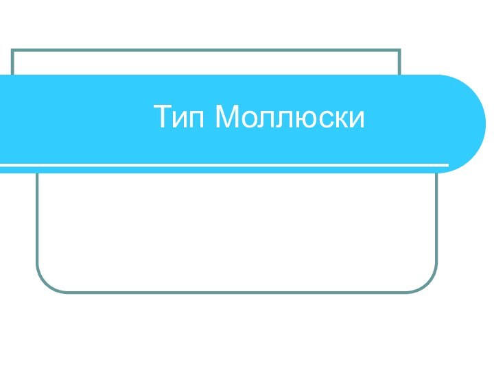 Тип Моллюски