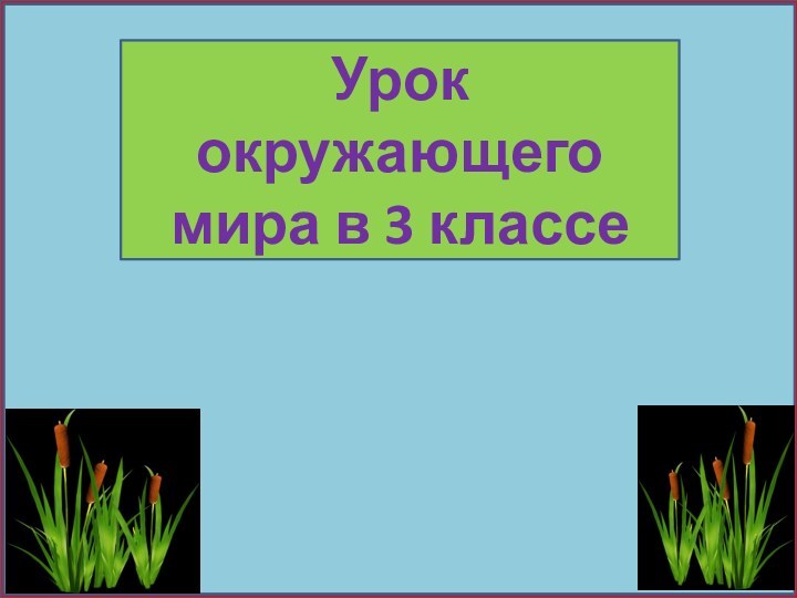 Урок окружающего мира в 3 классе