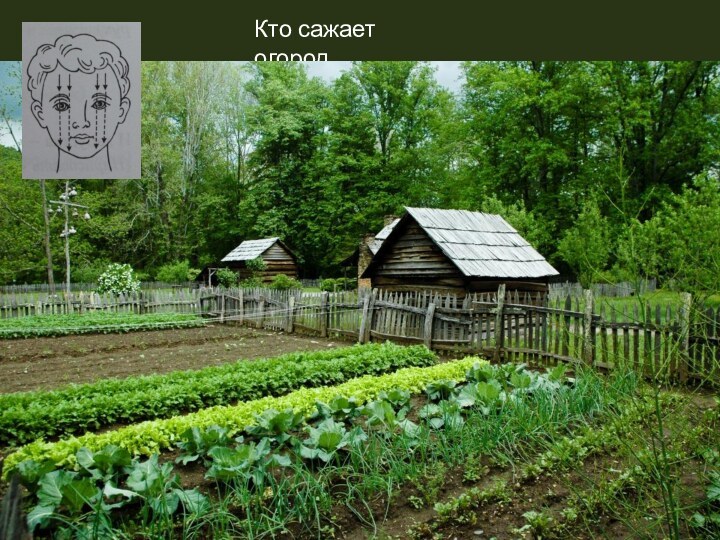 Кто сажает огород