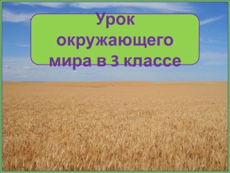 Презентация к уроку окружающего мира Болото и его обитатели, 3 класс