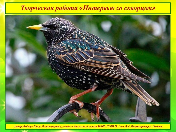 Творческая работа «Интервью со скворцом»Автор: Бобырь Елена Владимировна, учитель биологии и химии