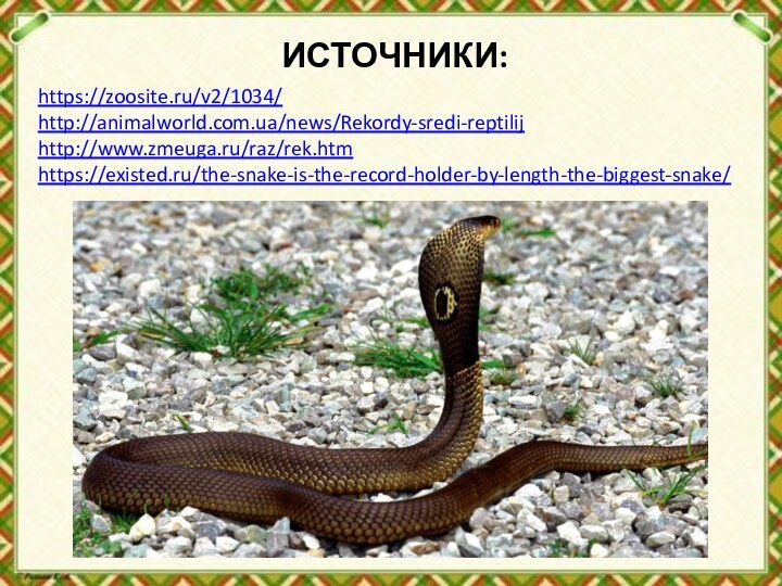 ИСТОЧНИКИ:https://zoosite.ru/v2/1034/http://animalworld.com.ua/news/Rekordy-sredi-reptilij http://www.zmeuga.ru/raz/rek.htm https://existed.ru/the-snake-is-the-record-holder-by-length-the-biggest-snake/