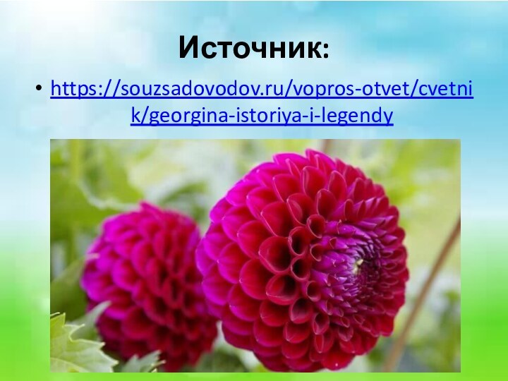 Источник:https://souzsadovodov.ru/vopros-otvet/cvetnik/georgina-istoriya-i-legendy