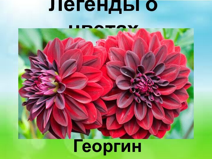 Легенды о цветах Георгин