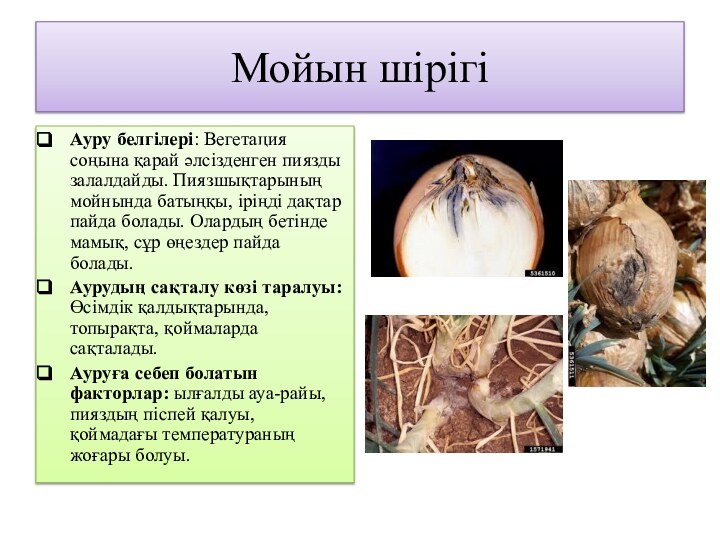 Мойын шірігіАуру белгілері: Вегетация соңына қарай әлсізденген пиязды залалдайды. Пиязшықтарының мойнында батыңқы,