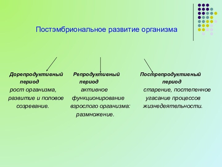 Постэмбриональное развитие организма Дорепродуктивный