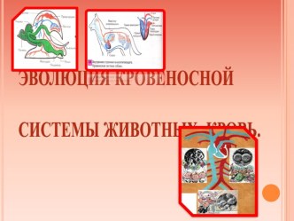 Эволюция Кровеносной системы животных. Кровь