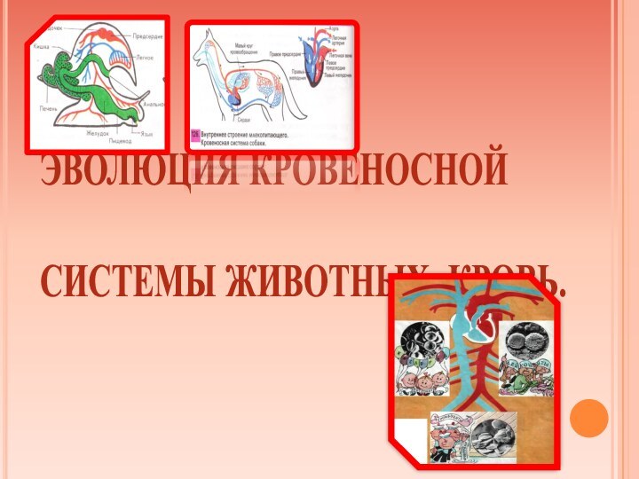 ЭВОЛЮЦИЯ КРОВЕНОСНОЙ   СИСТЕМЫ ЖИВОТНЫХ, КРОВЬ.