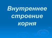 Внутреннее строение корня