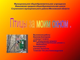 Птицы за моим окном