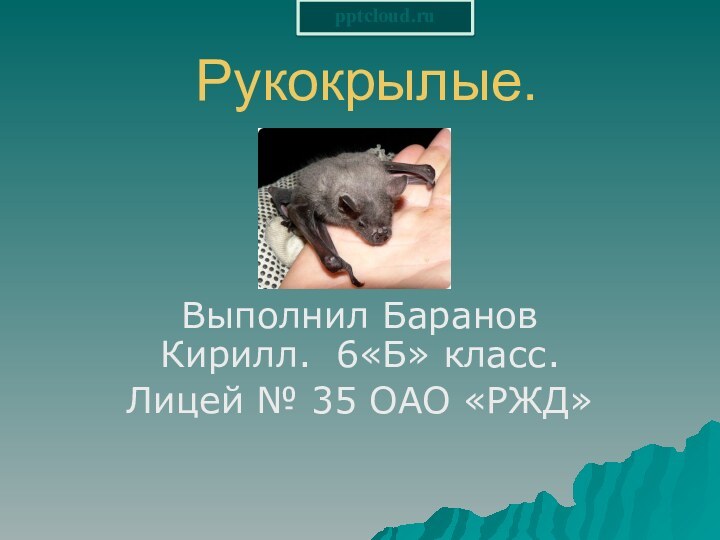 Рукокрылые.Выполнил Баранов Кирилл. 6«Б» класс. Лицей № 35 ОАО «РЖД»