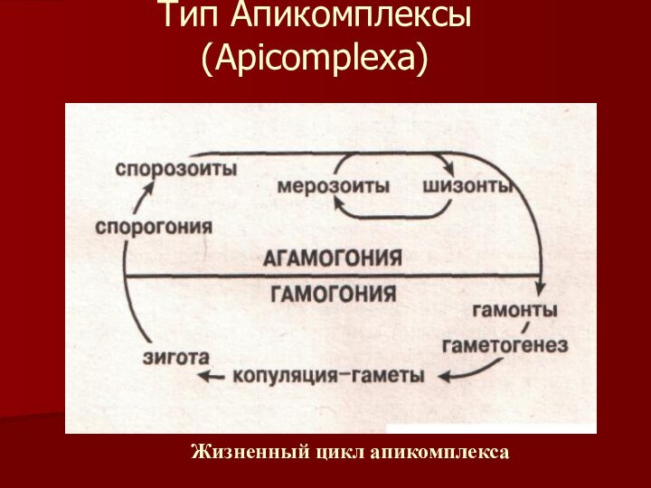 Тип Апикомплексы (Apicomplexa).Жизненный цикл апикомплекса