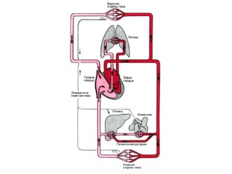 Кровообращение