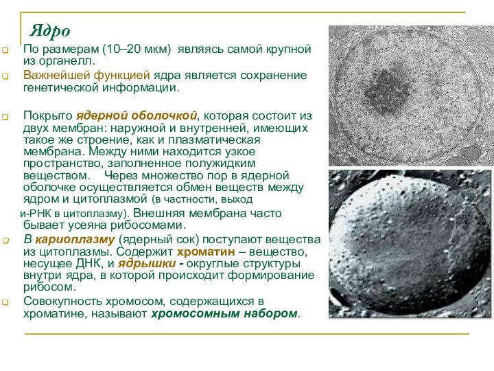 ЯдроПо размерам (10–20 мкм) являясь самой крупной из органелл. Важнейшей функцией ядра является