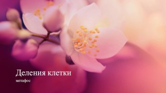 Деления клетки