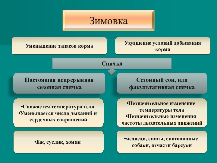 ЗимовкаУменьшение запасов кормаУхудшение условий добывания кормаСпячка Настоящая непрерывная сезонная спячкаСезонный сон, или