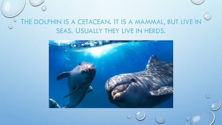 The dolphin is a cetacean. It is a mammal, but live in