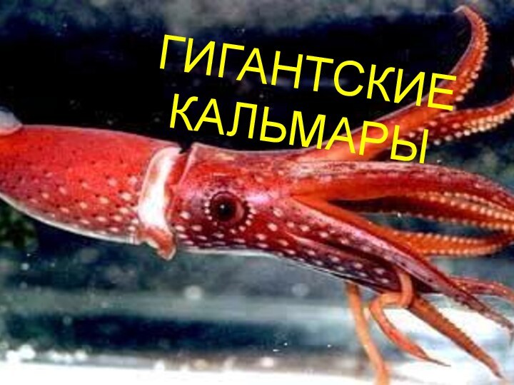 ГИГАНТСКИЕ КАЛЬМАРЫ