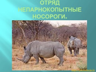 Отряд Непарнокопытные. Носороги