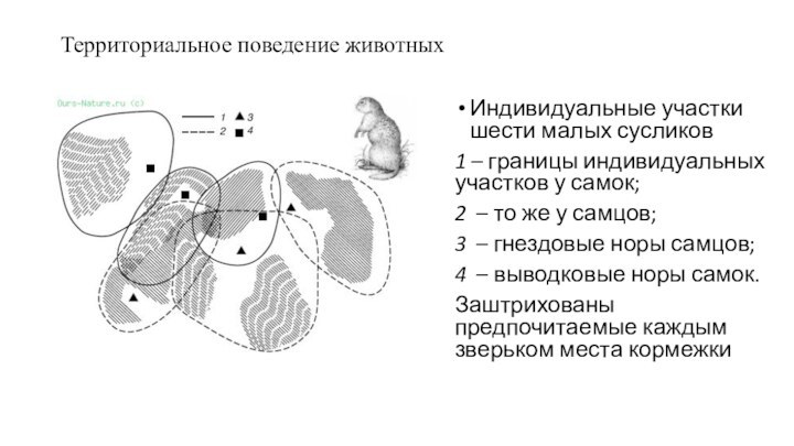 Территориальное поведение животныхИндивидуальные участки шести малых сусликов 1 – границы индивидуальных участков у самок; 2 