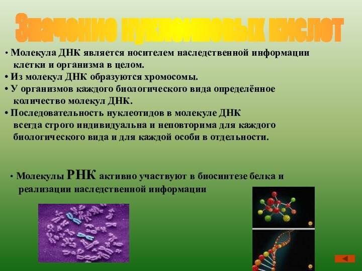 Значение нуклеиновых кислот Молекула ДНК является носителем наследственной информации  клетки и