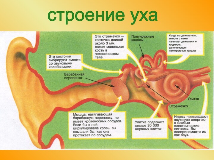 строение уха