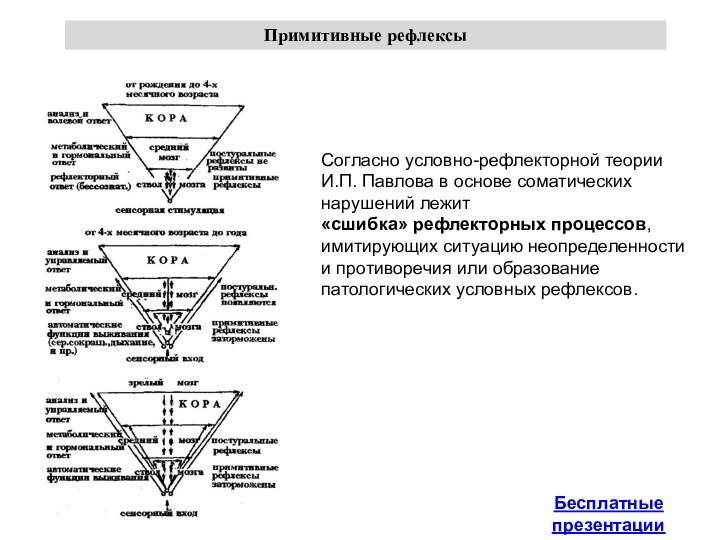 Примитивные рефлексыСогласно условно-рефлекторной теорииИ.П. Павлова в основе соматических нарушений лежит «сшибка» рефлекторных