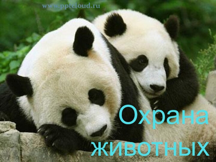 Охрана животныхwww.