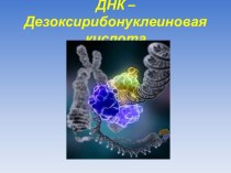 ДНК – Дезоксирибонуклеиновая кислота