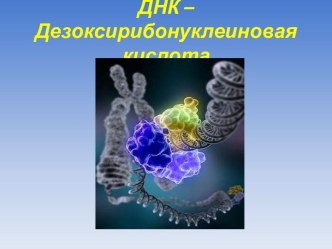 ДНК – Дезоксирибонуклеиновая кислота