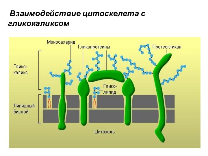 Взаимодействие цитоскелета с гликокаликсом