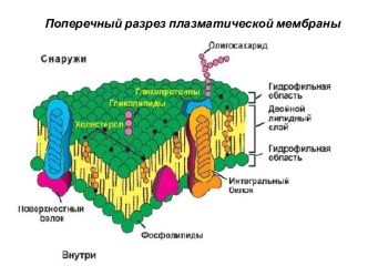 Плазматическая мембрана