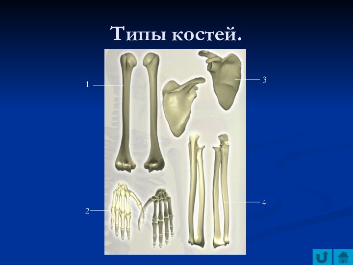 Типы костей.1 234