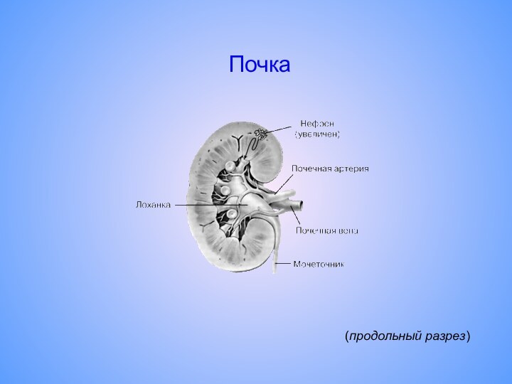 (продольный разрез) Почка