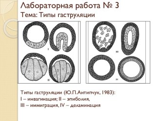Лабораторная работа № 3Тема: Типы гаструляции