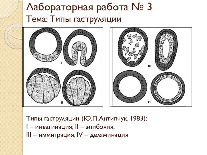 Лабораторная работа № 3 Тема: Типы гаструляции Типы гаструляции (Ю.П.Антипчук, 1983):I –