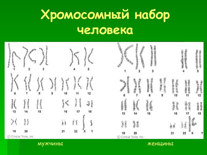 Хромосомный набор человекамужчиныженщины