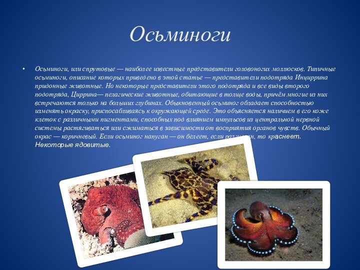 ОсьминогиОсьминоги, или спрутовые — наиболее известные представители головоногих моллюсков. Типичные осьминоги, описание которых приведено в