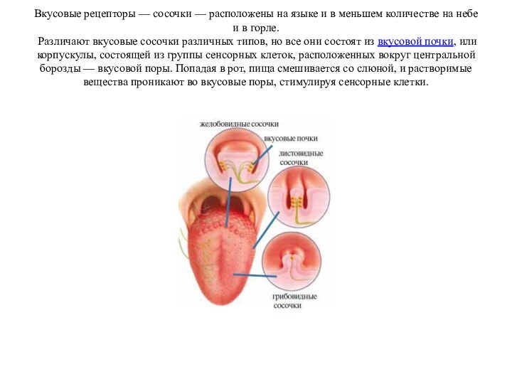 Вкусовые рецепторы — сосочки — расположены на языке и в меньшем количестве