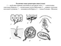 Виды рецепторов