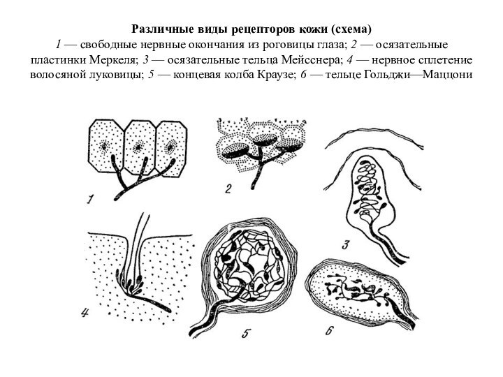 Различные виды рецепторов кожи (схема) 1 — свободные нервные окончания из роговицы