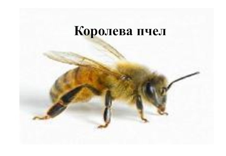 Королева пчел