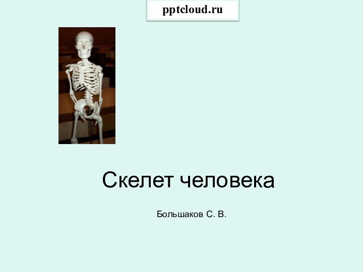 Скелет человекаБольшаков С. В.