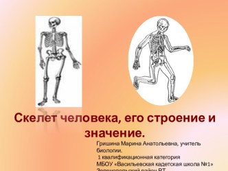​Скелет человека, его строение и значение