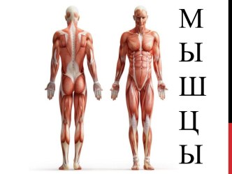 Мышцы