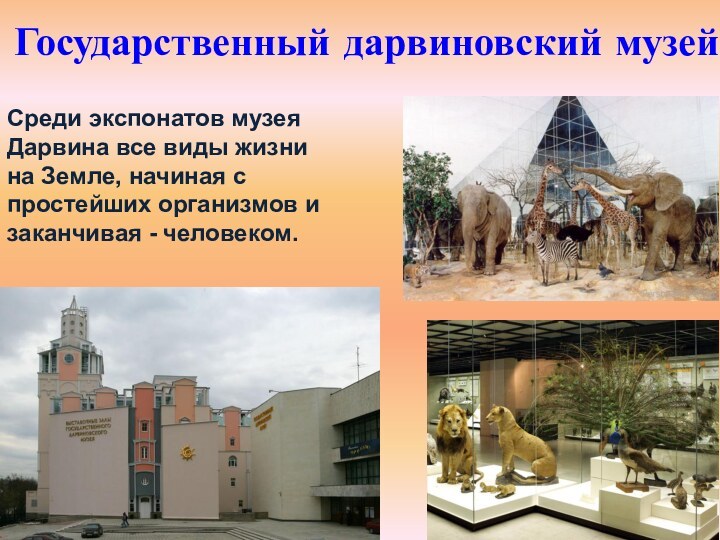 Государственный дарвиновский музей Среди экспонатов музея Дарвина все виды жизни на